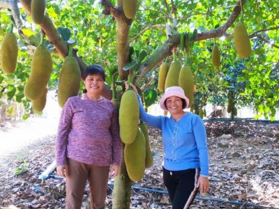 海南三亚老树菠萝蜜现摘当季新鲜水果泰国8号黄肉整个红肉1号马来图2