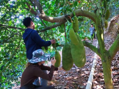 海南三亚老树菠萝蜜现摘当季新鲜水果泰国8号黄肉整个红肉1号马来图3