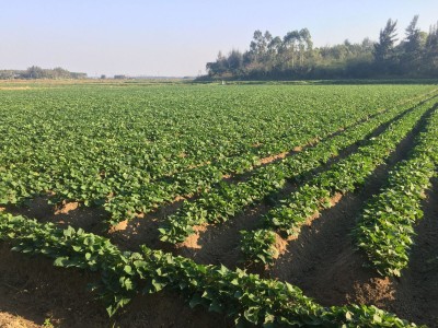 海南澄迈桥头富硒地瓜5/10斤装板栗红薯富硒桥头地瓜产地精选果图4