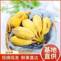 一件代发皇帝蕉香蕉自然熟新鲜水果广东广州南沙特产包邮5/10斤装