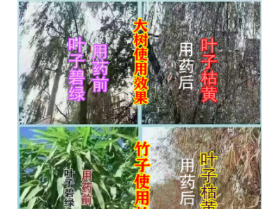 静施环嗪酮颗粒剂灭除大树竹子灌木苟藤本芦苇杂草内吸除草剂农药图2