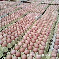 新鲜鸡蛋红壳鸡蛋五谷物粮食喂养整箱厂家批发鸡蛋批发量大从优