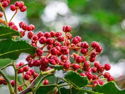 火锅底料花椒油粒大重油芳香浓郁纯麻爽口盐源红花椒（干花椒）图3