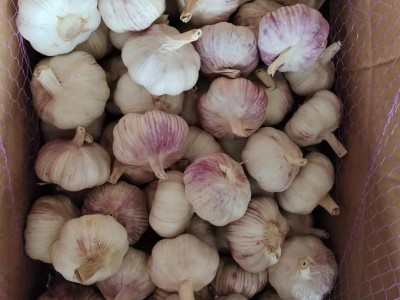 山东农家紫皮干garlic 现挖湿蒜基地直发保鲜大蒜白皮新鲜 garlic图4