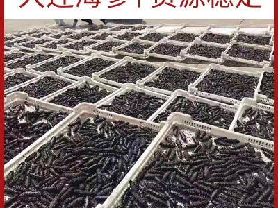 厂家批发大连淡干海参辽参高刺海参干货批发100g简易礼盒半干海参图3