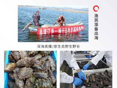 厂家批发大连淡干海参辽参高刺海参干货批发100g简易礼盒半干海参图4