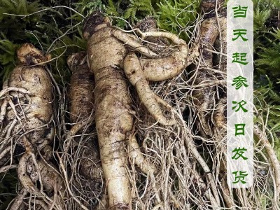 长白山人参净重500g（3-20支） 泡酒煲汤产地批发 鲜人参图4