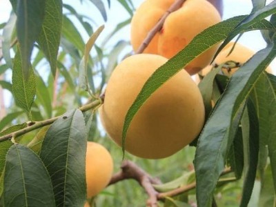 黄桃水果新鲜桃子当季整箱时令孕妇水果山东蒙阴水蜜桃毛桃甜图3