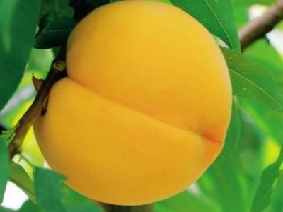黄桃水果新鲜桃子当季整箱时令孕妇水果山东蒙阴水蜜桃毛桃甜图4
