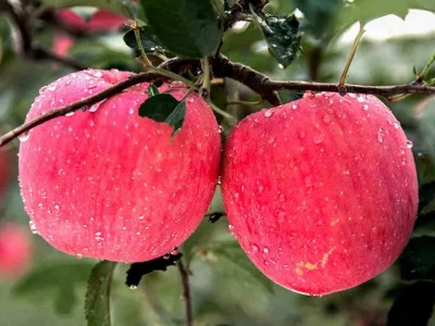 陕西洛川红富士苹果脆甜多汁新鲜水果一件整箱批发75#5斤装图3