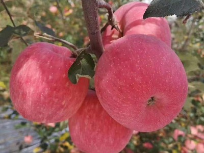 陕西洛川红富士苹果脆甜多汁新鲜水果一件整箱批发75#5斤装图2