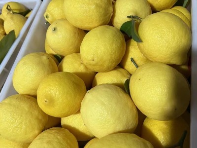 安岳黄柠檬新鲜水果批发一二级精品柠檬多规格产地直发图2
