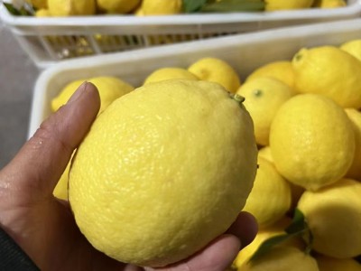 安岳黄柠檬新鲜水果批发一二级精品柠檬多规格产地直发图3