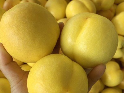 黄桃黄金油桃平谷新鲜水果整斤批发应季红油桃2两/个脆甜黄油桃子图4